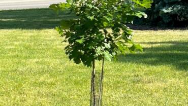 In cooperation with Morton Arboretum